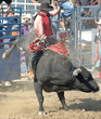 bull & rider
