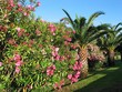 fleur et palmier