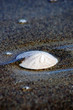sand dollar sand dollar