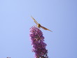 papillon aviateur