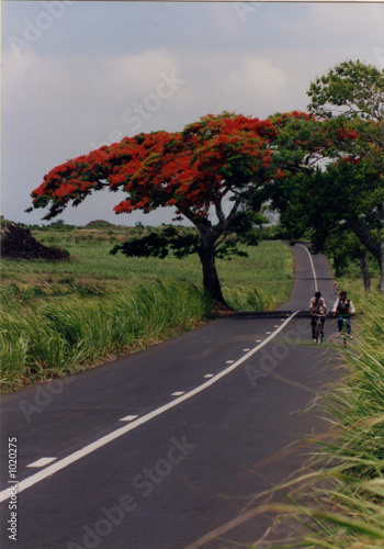 Photo: flamboyant & route flamboyant & route