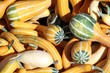 les coloquintes