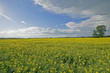 beautiful canola field