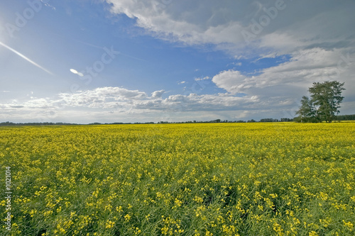 Foto: beautiful canola field beautiful canola field
