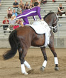 horse vaulter performing