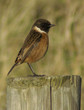 male stonechat