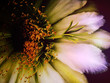 Photo en ligne au meilleur prix cactus flower