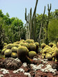 Photo en ligne au meilleur prix cactus garden