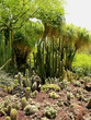 Photo en ligne au meilleur prix cactus garden