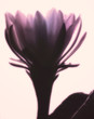 Photo en ligne au meilleur prix cactus flower