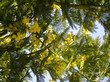 mimosa