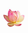 Photo en ligne au meilleur prix lotus
