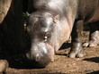 pigmy hippo