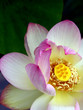 Photo en ligne au meilleur prix lotus nest