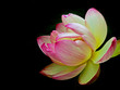 Photo en ligne au meilleur prix lotus