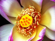 Photo en ligne au meilleur prix lotus nest