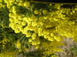 mimosa