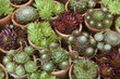 petits pots de plantes