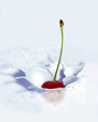 cherry splash