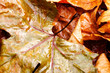 autumn leaves