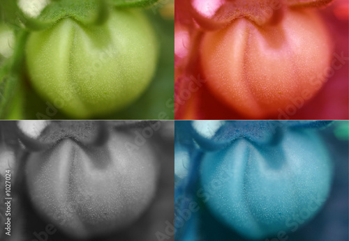 Photo: multi-tomatoes multi-tomatoes