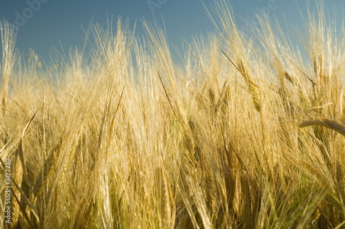 Foto: ripe golden wheat field 4 ripe golden wheat field 4