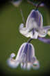 bluebells