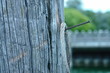 holzstamm mit nagel und seil