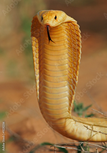Photo: cape cobra cape cobra