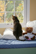 storybook cat