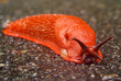 rote wegschnecke rote wegschnecke