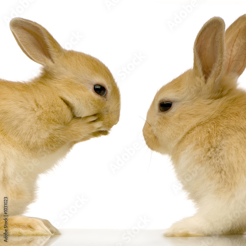 deux lapins qui se regardent