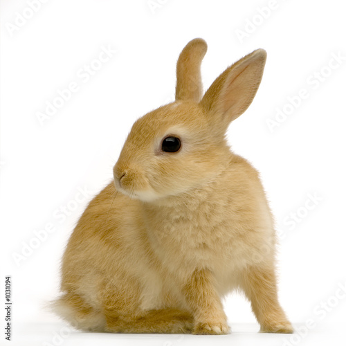 lapin sur fond blanc