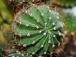 Foto: cactus2 cactus2