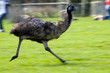 coming through!