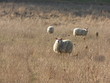 des moutons dans la prairie