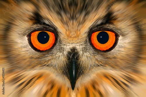 enhanced owl portrait enhanced owl portrait