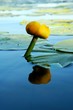 water lily