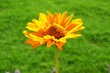 yellow flower