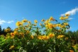 yellow flowers