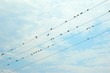 birds on a wire