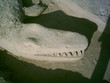 sandkrokodil