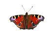peacock butterfly peacock butterfly