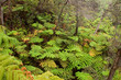 rain forest