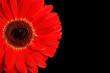 gerbera detail on black