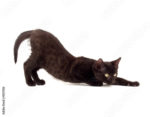 Photo: bílly the cat bílly the cat