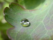wassertropfen