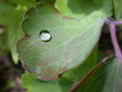 wassertropfen