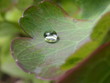 wassertropfen