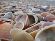 muschelmeer